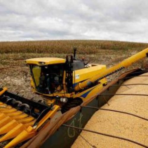 Estado já colheu 99% de uma safra recorde. No País a colheita está em 78%